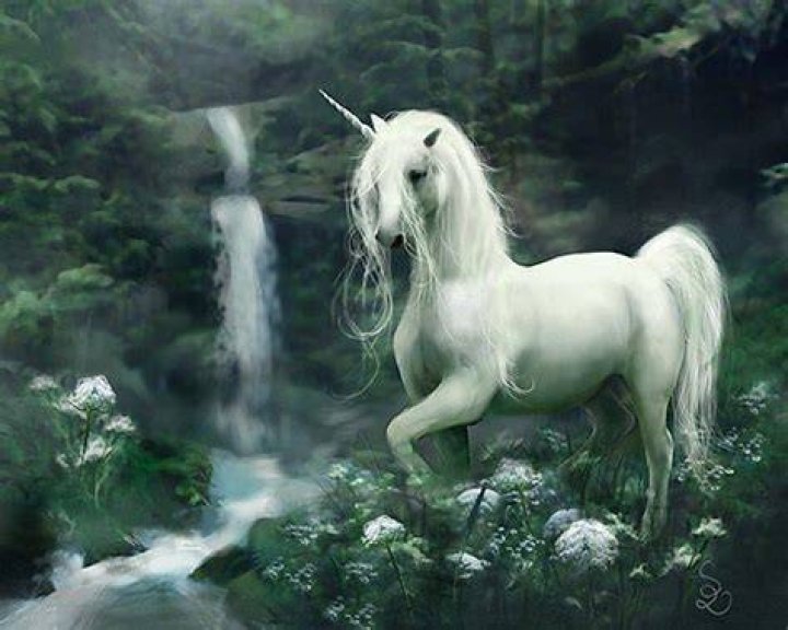 Real Unicorns Wallpapers Wallpaper Cave